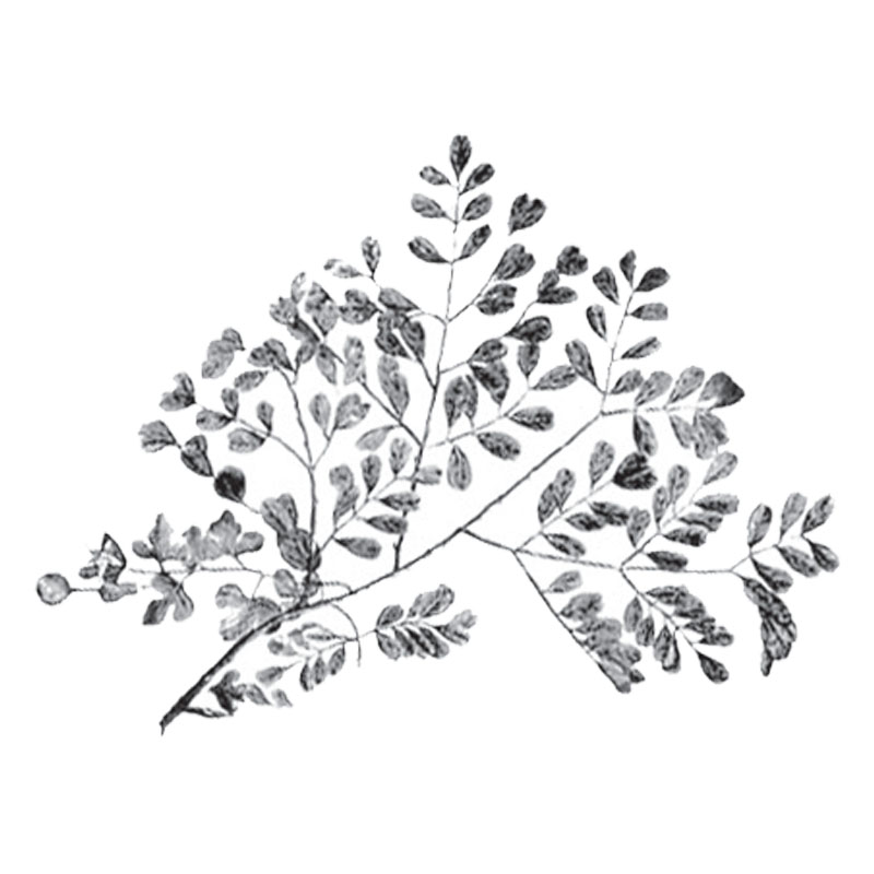 #2324 - Foliage - Nature